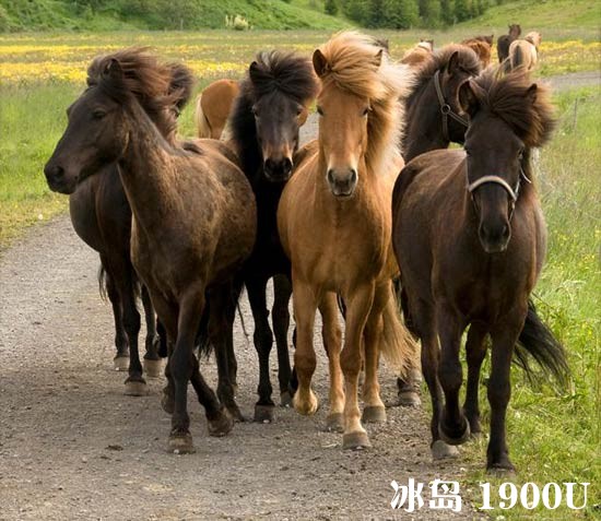 icelandic-horses.jpg